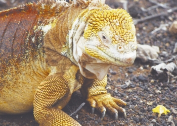 La realidad de las iguanas terrestres